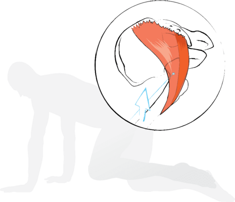 Piriformis and gluteus maximus lie beside each other and partly fulfil similar functions