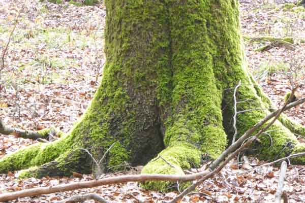 Baum im Frühling