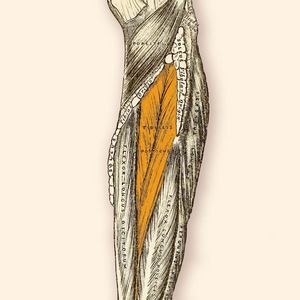 M. Tibialis Posterior