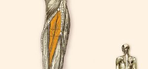 M. Tibialis Posterior