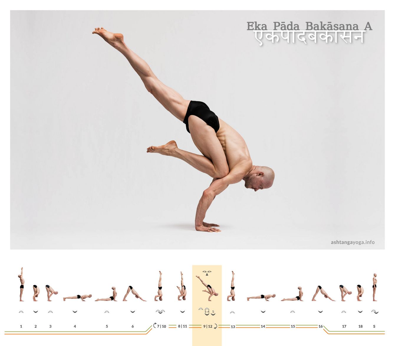 Eka Pada Bakasana, oder Einbeinige-Kranich-Haltung, ist, in Variante A, eine fortgeschrittene Yoga-Pose, die auf den Armen balanciert. Ein Knie ist am Ellenbogen abgestützt, das andere Bein himmelwärts gestreckt.