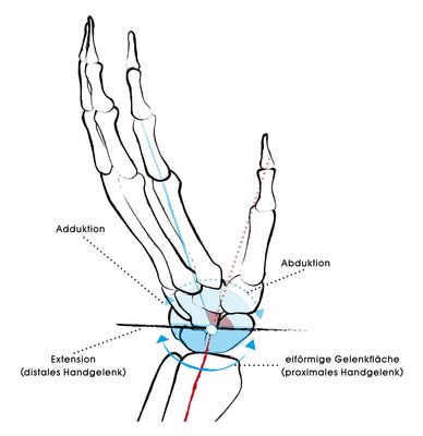 If we, with the (distal) wrist in extension, change the direction in which the palm is facing, this corresponds to an abduction or adduction. If we change the direction of the fingers, this would correspond to a rotation for which the (proximal) wrist is not suited anatomically.