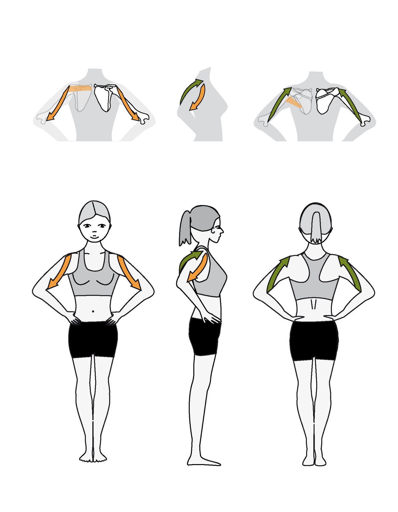 Upper Arm The upper arm Bandhalign® brings the shoulder blade (Scapula) and the arm bone (Radius) into a slight bias towards inward rotation. The purpose is to stabilize and balance the head of the humerus in the shoulder socket.