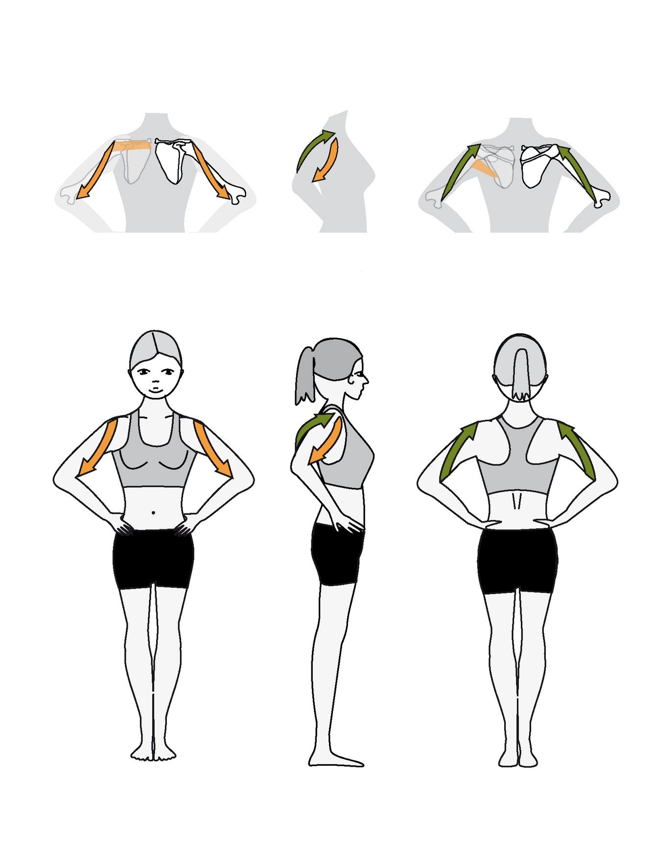 The upper arm Bandhalign® brings the shoulder blade (Scapula) and the arm bone (Radius) into a slight bias towards inward rotation. The purpose is to stabilize and balance the head of the humerus in the shoulder socket.