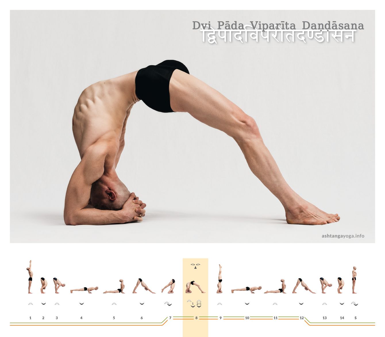 Two feet ground, the forearms support: Dvi Pāda Viparīta Daṇḍāsana demands a deep backbend initiated from the thoracic spine and strong legs that stay firmly rooted to the floor.