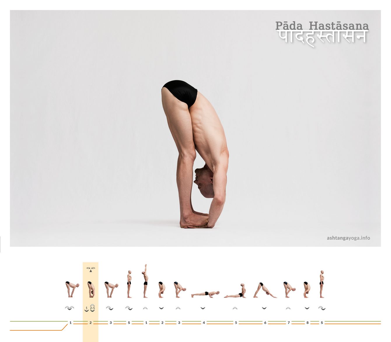 Pada Hastasana Die „Hand zu Fuß Haltung“ ist die zweite Haltung und zweite stehende Vorbeuge aus den Grundhaltungen. Nun befinden sich die Handflächen unter den Fußsohlen - Pad Hastasana.