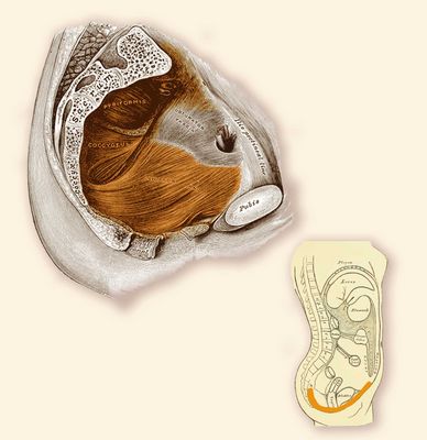 Deep layer of the pelvic floor