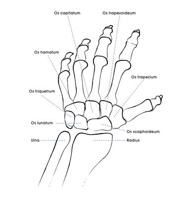 The anatomy of our hand and lower arm with seven carpal bones as well as ulna and radius.