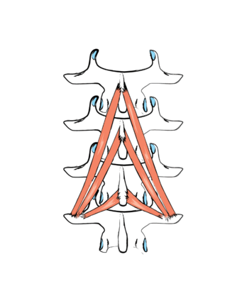 The shortest and deepest back muscles (musculi rotatores brevi) run almost horizontal from one vertebra to the next, the mm. rotatores longi diagonally to the next but one. The mm. multifidi leave out one or several vertebrae and thus run up diagonally with an even greater angle. These muscles can cause two or several vertebrae to rotate against each other or slightly tilt them to the side or back.