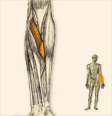 Pronator Teres - runder Einwärtsdreher
