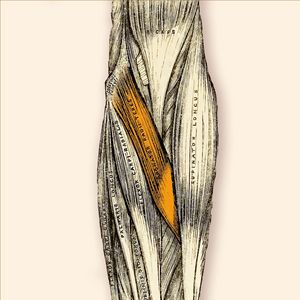 M. Pronator Teres - runder Einwärtsdreher