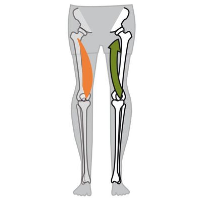 Vastus Medialis