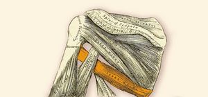 M. Teres Major - Greater rounded muscle