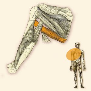 M. Teres Major - Greater rounded muscle