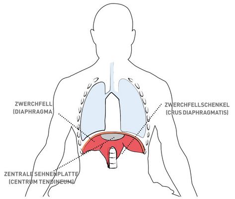 The diaphragm with its two so-called legs (crura diaphragmatis) and the muscles reaching up to form the dome-shaped central plate of tendons (centrum tendineum).