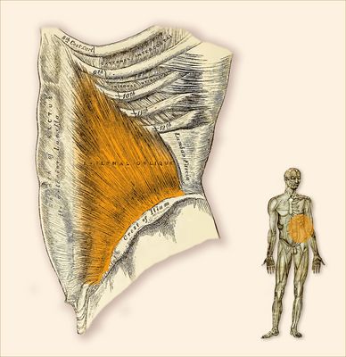 Internal oblique abdominal muscle
