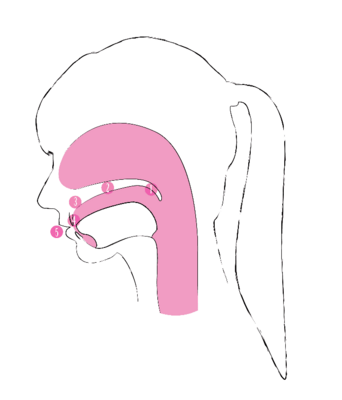 Guttural (1), Palate / Palatal (2), behind the teeth / Retroflex (3), between the teeth / Dental (4), at the lips / Labial (5)