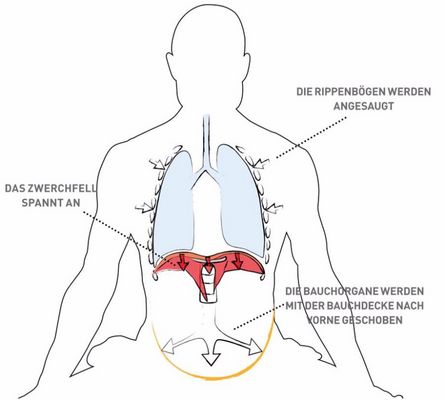 Paradoxical abdominal breathing: the diaphragm contracts (red arrows) and, with the central tendon plate, pushes the abdominal organs down and the abdominal wall outwards (white arrows). The thorax is pulled in with the inhalation movement (small white arrows). No air enters.