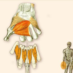 Adductor Pollici