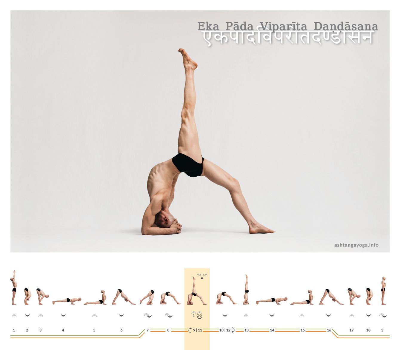 One leg grounds, the other rises: Eka Pāda Viparīta Daṇḍāsana demands a stable backbend initiated from the thoracic spine—and precision so the asymmetry doesn’t lever you out of your axis.