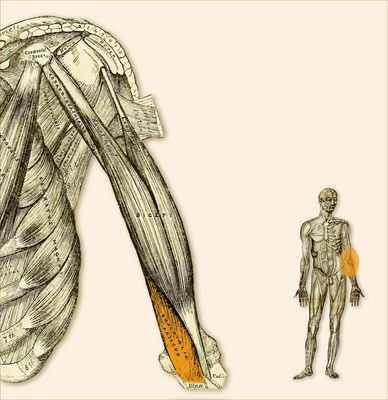 M. Brachialis-Oberarmmuskel