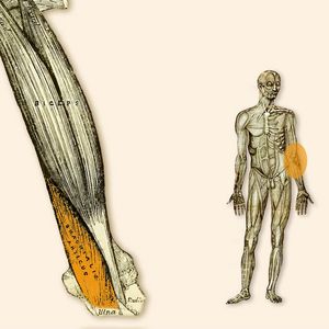 M. Brachialis- - Oberarmmuskel