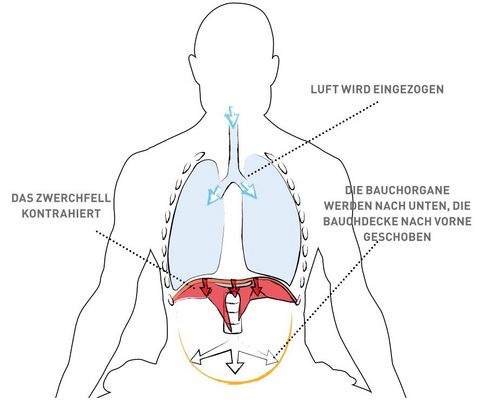 Relaxed abdominal breathing – inhalation: the diaphragm contracts (red arrows) and, with the central tendon plate, pushes the abdominal organs down and the abdominal wall outwards (white arrows). Air enters through the windpipe (blue arrows).