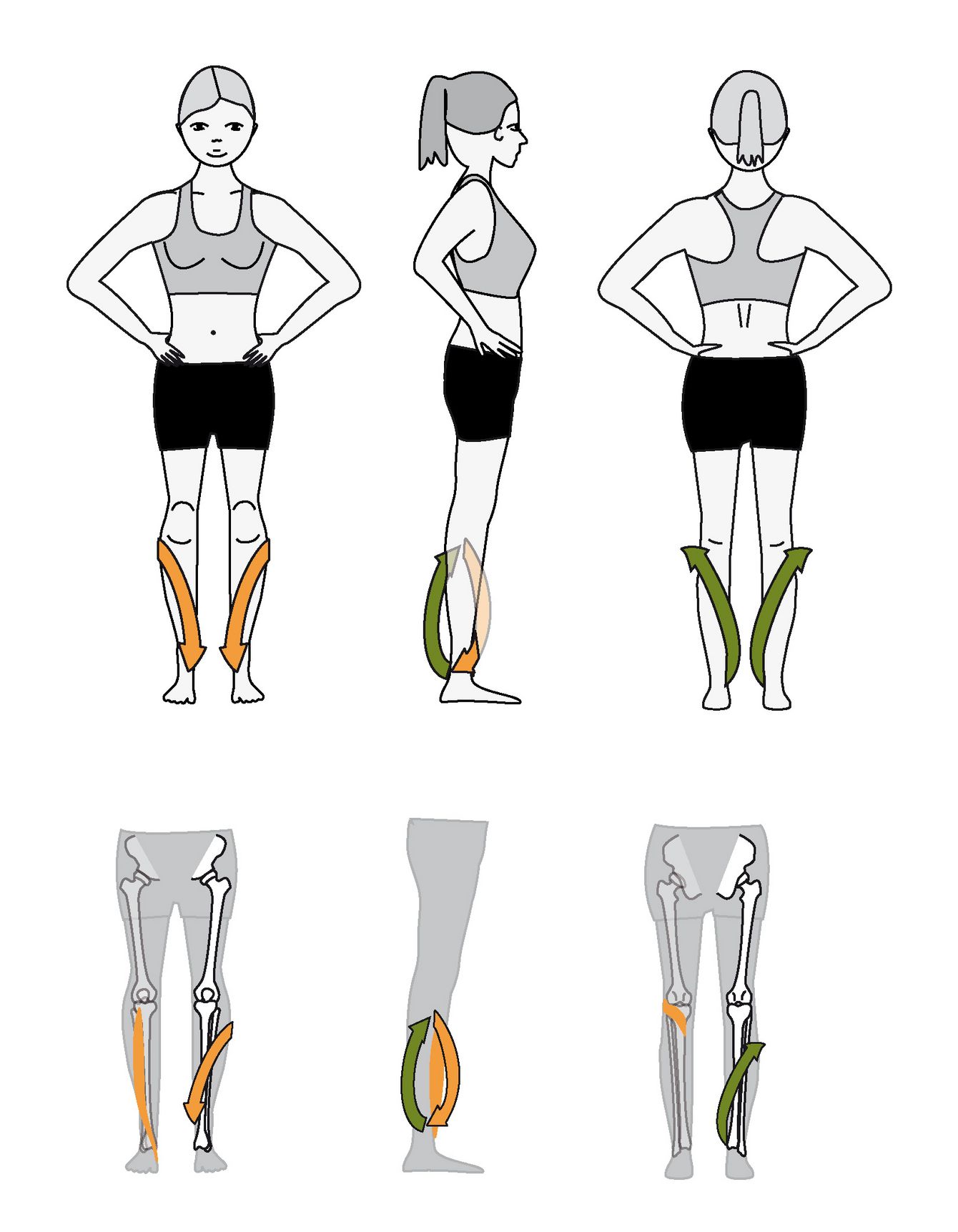 Das Unterschenkel Bandhalign® bringt diesen in eine leicht innenrotierende Vorspannung relativ zum Oberschenkel (Femur) und Rückfuß. Zudem bringt es das Kniegelenk in eine Flexions- und das Sprunggelenk in eine Extensions-Aktivierung. Damit balanciert es Sprunggelenk und Kniegelenk.