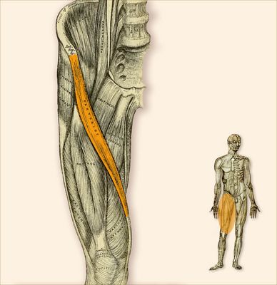 M. Sartorius - Tailor Muscle