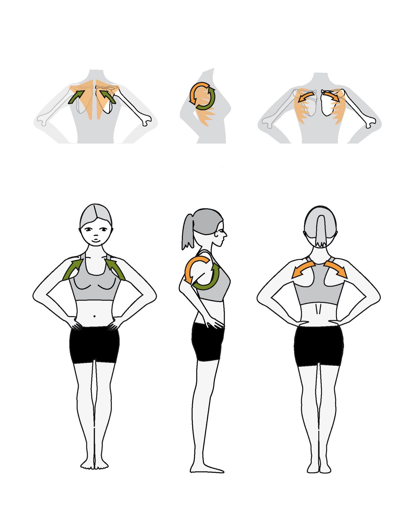 The shoulder blade Bandhalign® brings the shoulder blade into a slight bias towards downward rotation and elevation. This balances the tendency of the shoulder blades to go into depression. Used together with the upper arm Bandhalign® it stabilizes the shoulder joint. Used in conjunction with the Thoracic Spine Bandhalign® it improves the connection of the shoulder blade to the torso.