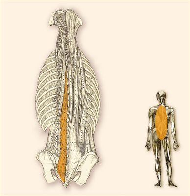 Multi-articulated muscle, the multifidi