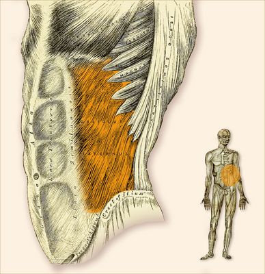 outer oblique abdominal muscle