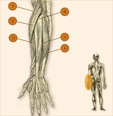Lateralis