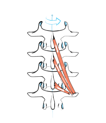 Together, the shortest and deepest back muscles, the mm. rotatores brevi and longi and the mm. multifidi keep the vertebrae in balance relatively to each other.