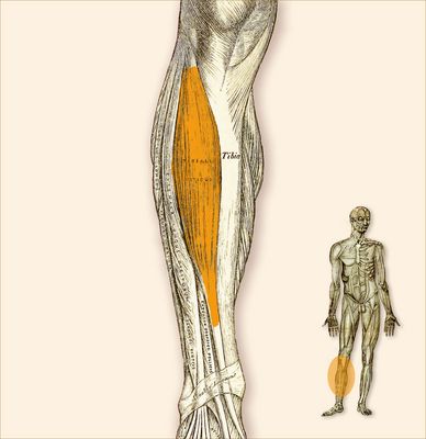 M. Tibialis Anterior