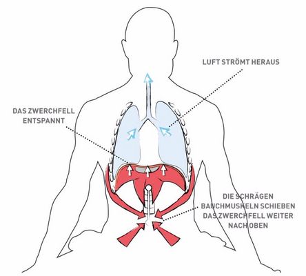 Relaxed abdominal breathing – exhalation: the oblique abdominal muscles (m. obliquus abdominis externus and internus) contract (red arrows) and push the abdominal organs towards the diaphragm. The diaphragm relaxes and sinks deep into the thorax (white arrows). Air is pushed out of the lungs (blue arrows).