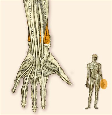 M. Pronator Quadratus - viereckiger Einwärtsdreher
