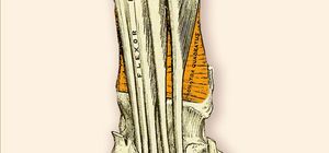 M. Pronator Quadratus - viereckiger Einwärtsdreher