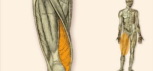 Vastus Medialis - Zur Mitte gelegener breiter Muskel