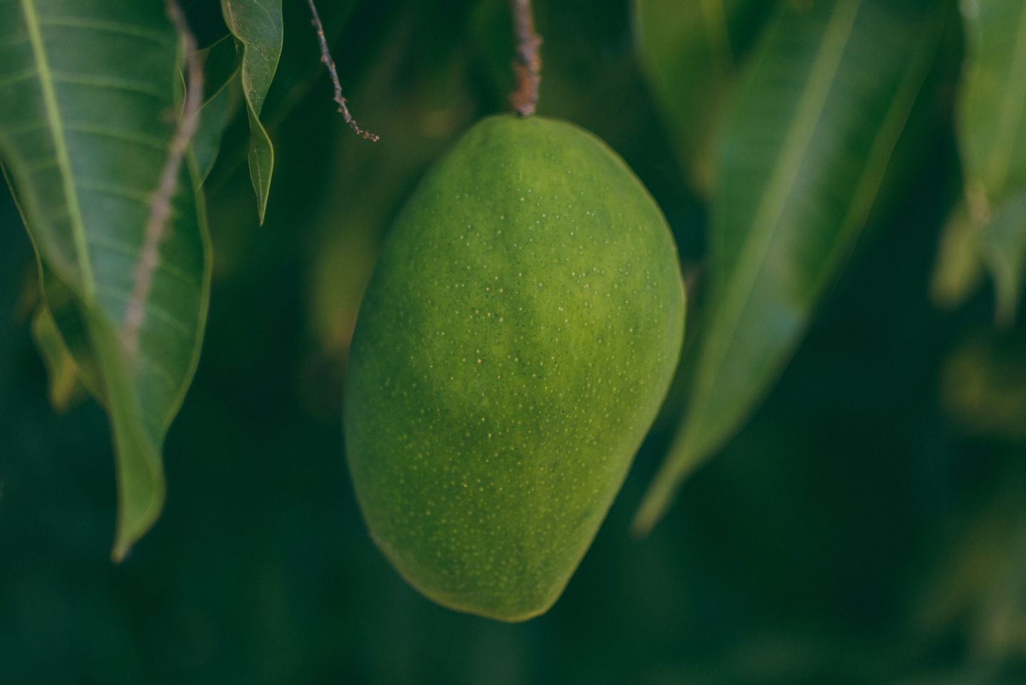 Gesunde, indische Nationalfrucht