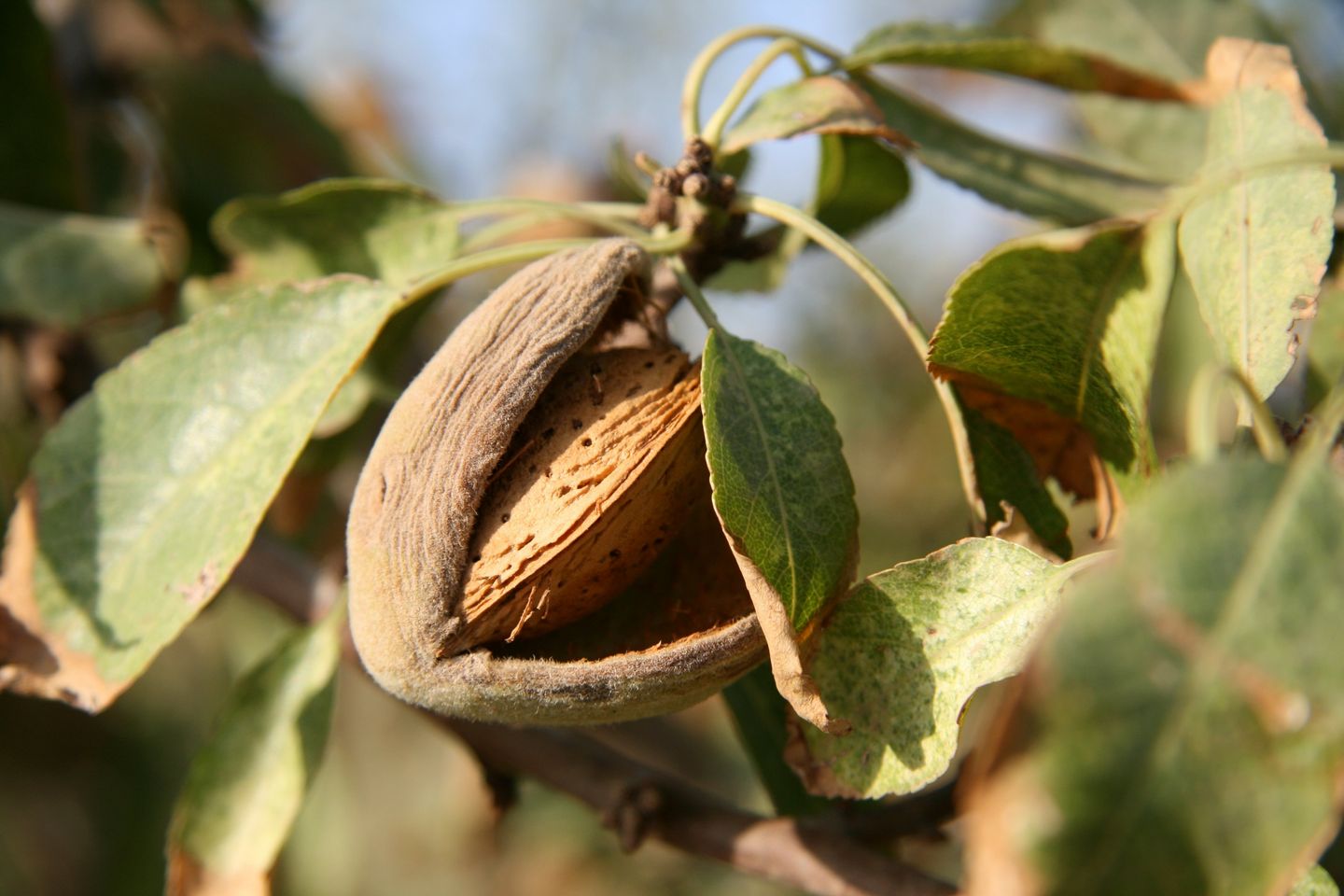 Vitalstoffe aus der Natur