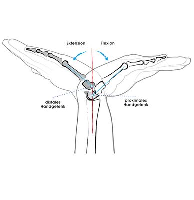 The proximal wrist is mainly responsible for flexion, the distal wrist for extension.