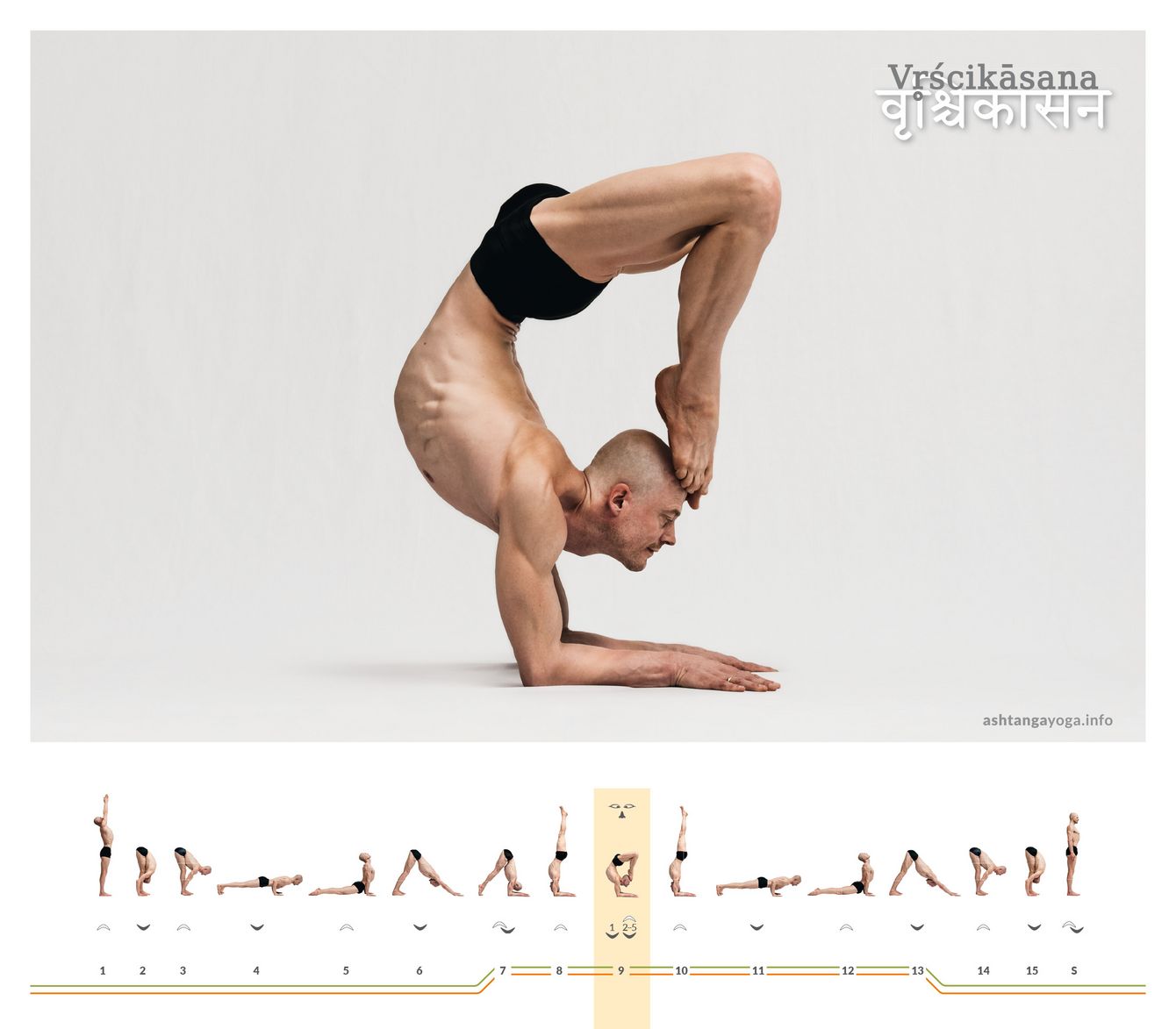 From forearm stand into a backbend: Vṛścikāsana combines strength and control with wide opening. The posture becomes stable when the base carries quietly and the depth arises from the chest.