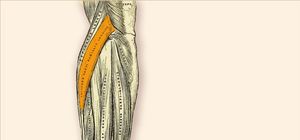 M. Extensor Carpi Radialis