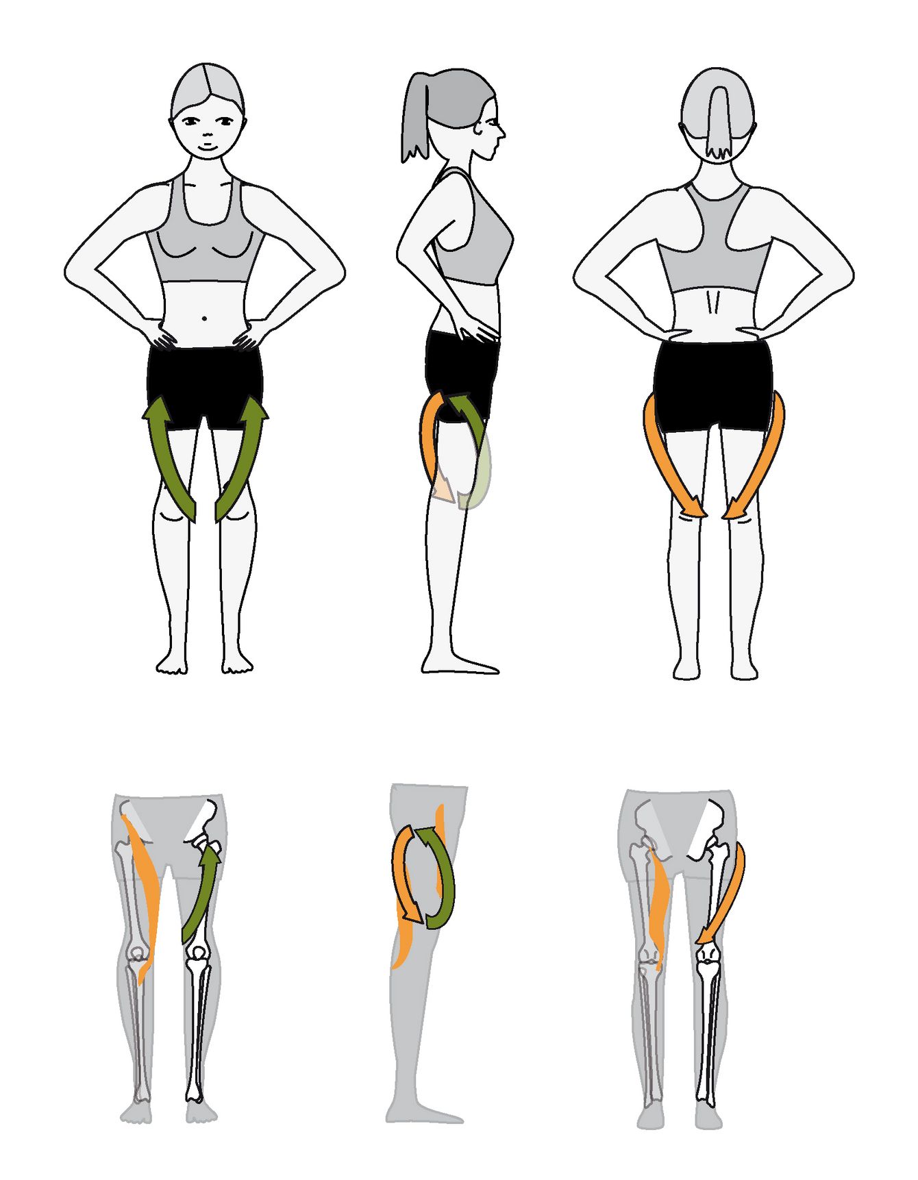 The thigh Bandhalign® brings the thigh in a slight outward pre-tension relative to the calf (Tibia) and pelvis. Furhter the knee and the hip joint are activated into flexion. Therfore the hip and knee joint are balanced and preasure to the respective cardelidge evened out.